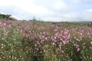 Campo de flores rosas al aire libre