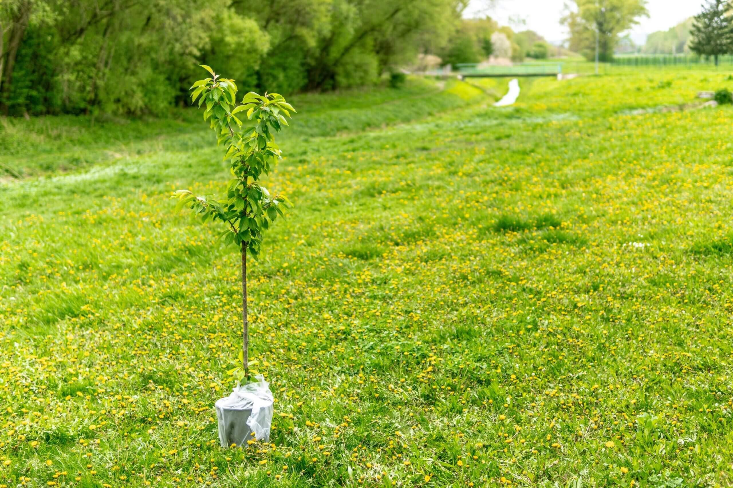 Árbol nativo para cultivarse en espacio verde para ayudar con la sostenibilidad