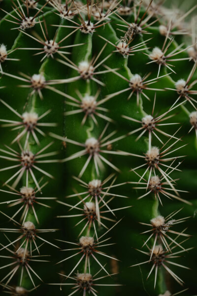 Espinas de cactus verde 