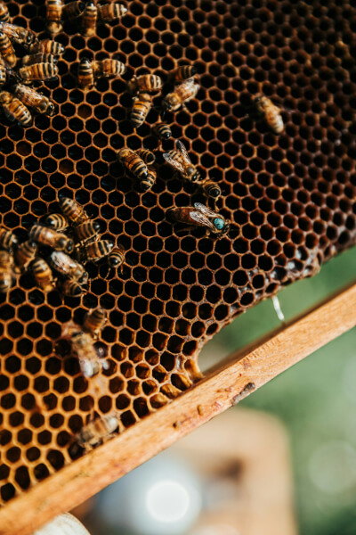 Panal de abejas de madera con polinizadores