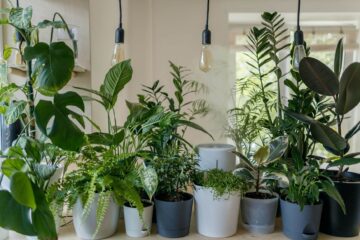 Plantas de interiores de distintas variedades en macetas grises y blancas de doble profundidad para el drenaje con luces de estilo industrial