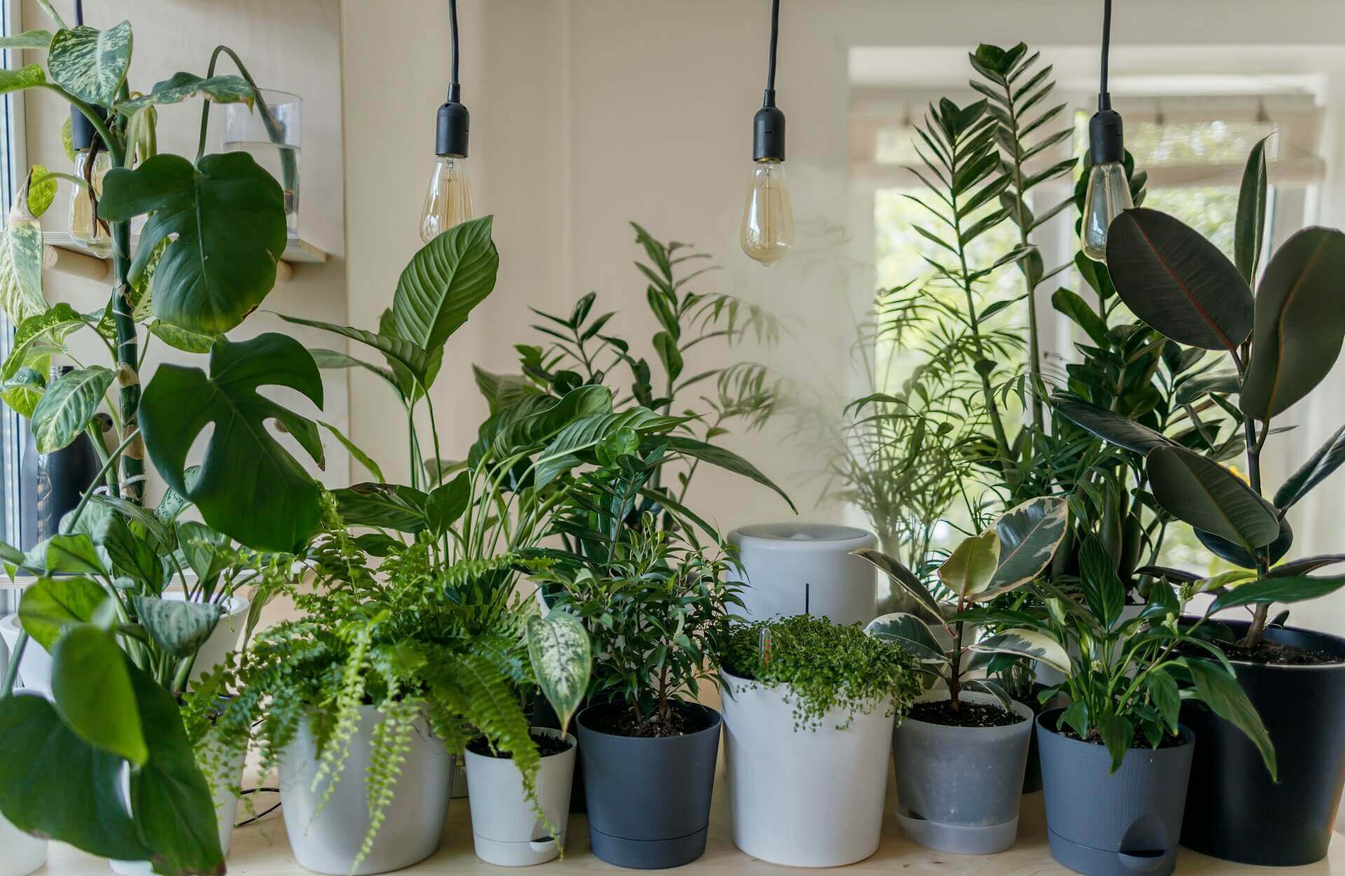 Plantas de interiores de distintas variedades en macetas grises y blancas de doble profundidad para el drenaje con luces de estilo industrial